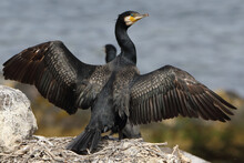 Closeup Of A Cormorant Bird Spreading Its Wings While Perching On Rock