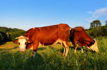 Canvas Print - Beautiful shot of some cows eating grass in the field.