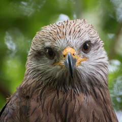 Wall Mural - Portrait of an eagle in nature