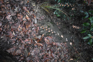 Sticker - View of thin autumn tree branches hanging over crunchy yellow leaves on the ground