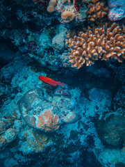 Canvas Print - Vertical shot of colorful corals and a red fish under the sea