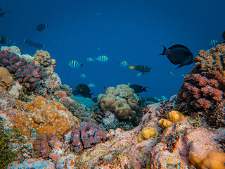 Sticker - Underwater shot of colorful fishes and corals