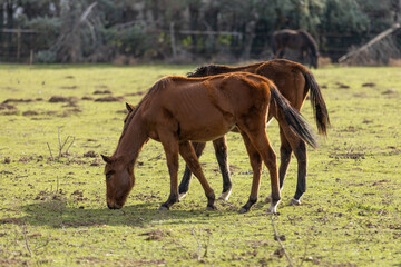 Poster - Shallow focus shot of two brown horses grazing on a green field on a sunny day