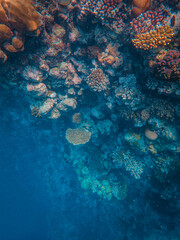 Wall Mural - Vertical shot of colorful corals under the ocean