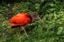 Closeup On A Gorgeous Colorfull Brilliant Red Scarlet Ibis, Eudocimus Ruber