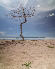 Wall Mural - Closeup of a dead tree on the beach