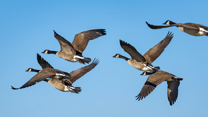 Poster - Closeup of a flock of Canada geese during mid-flight against a blue sky