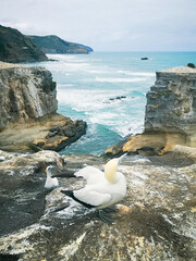 Sticker - Shot of northern gannets (Morus bassanus) standing on a cliff with the background of an ocean