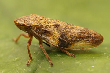 Sticker - Closeup on the European alder spittlebug, Aphrophora alni, sitting on a green leaf