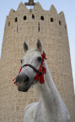 Sticker - Closeup shot of Arabian horses