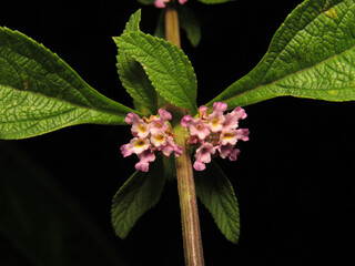 close-up shot of a lippia alba flowering plant isolated on a black background