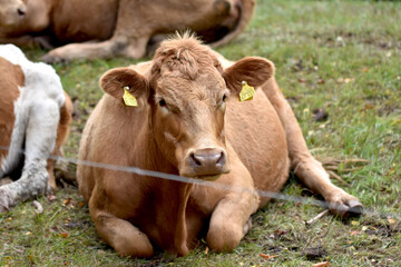 Poster - Closeup of a cow laying on the grass