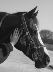 Poster - Closeup shot of Arabian horses