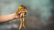 Selective focus shot of a person holding a big bullfrog in their hand on a blurry background