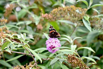 Sticker - Closeup of a butterfly on a flower