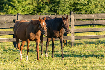 Canvas Print - Peaceful scenery of brown horses on the pasture on a sunny day