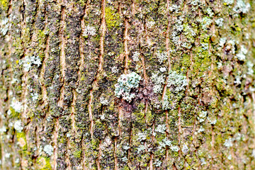 Wall Mural - Closeup of a crusty tree bark