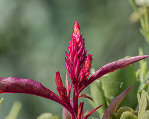 Sticker - Selective focus shot of a red flower in wild grass