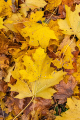 Wall Mural - Fallen leaves in autumn