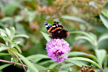 Sticker - Closeup of a butterfly on a flower