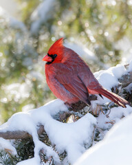 Portrait of an adorable red northern cardinal perched on a pine tree in winter with bokeh lights