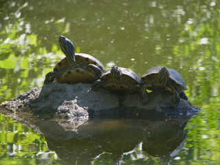 Poster - Turtles enjoying sunlight laying on the rock.