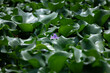 Common water hyacinth with fleshy green leaves and a mauve colour flower. and a swollen petiole
