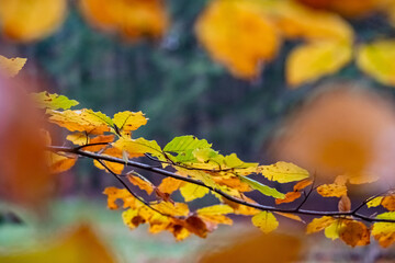 Poster - Closeup of the bright autumn leaves. Shallow focus.