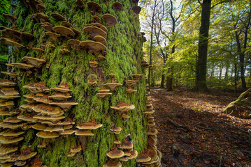 Wall Mural - Closeup of the tree trunk covered with moss and Trametes versicolor.