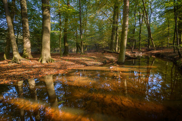 Wall Mural - Beautiful autumn landscape with the river in the forest.