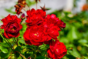 Canvas Print - Macro shot of a fully opened red rose.