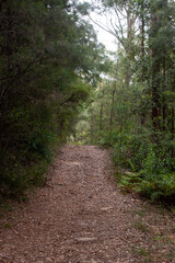 Sticker - Vertical shot of the pathway amidst trees into the woods