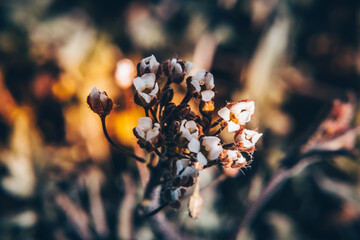 Wall Mural - Close-up shot of beautiful white blooming flowers under the sunlight