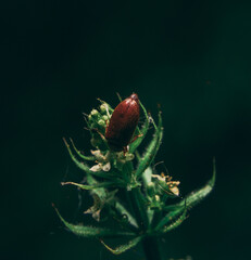 Poster - Macro shot of a Agabus insect on Asperula scoparia plant with dark blurred background