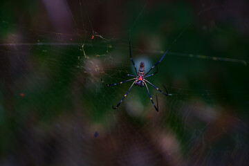 Wall Mural - Selective focus shot of a spider in its natural environment