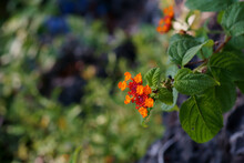 Closeup Of The Orange Lantana Urticoides Blossom On A Stem With Green Leaves