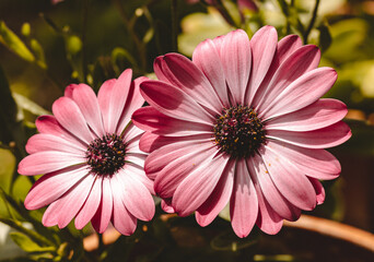 Canvas Print - Osteospermum flowers in a garden