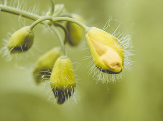 Canvas Print - Green plant on a blurred background