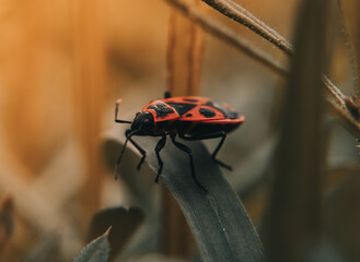 Wall Mural - Close-up shot of a firebug on the leaf under the sunlight