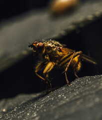 Canvas Print - Vertical shot of a dung fly on a leaf