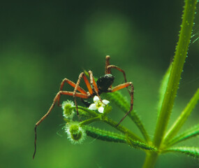 Poster - Spider on a plant on a blurred background