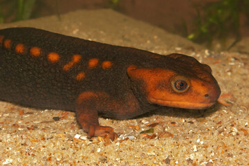 Poster - Closeup on an adult female Himalayan newt, Tylototriton verrucosus