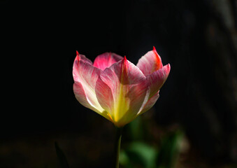 Sticker - Closeup of a beautiful pink lotus flower opening-up isolated on the black background