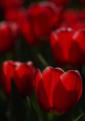 Sticker - Vertical closeup of red tulips cocoons on the black background