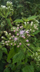 Poster - Chromolaena odorata is a tropical and subtropical species of flowering shrub in the sunflower family