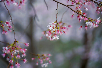 Poster - Beautiful view of Japanese cherry blossoms in the garden on a sunny day