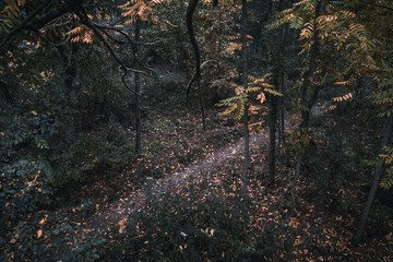 Poster - Beautiful view of a forest with a road and trees