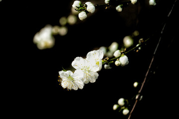 Poster - Beautiful view of Japanese cherry blossoms in the garden on a sunny day