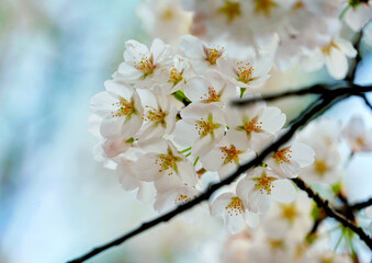 Poster - Beautiful view of Japanese cherry blossoms in the garden on a sunny day