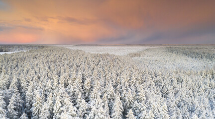 Wall Mural - Snow-clad conifer treetops on the sunset colored snowstorm clouds background